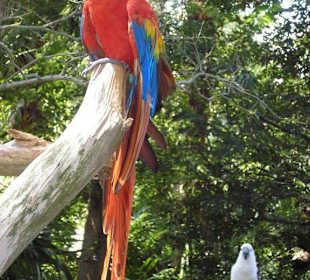 Papagei auf der Alligator Farm