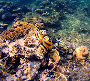 Schnorcheln Marsa Alam