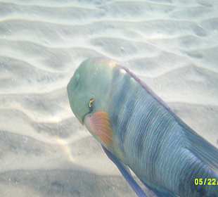 Schnorcheln Hurghada