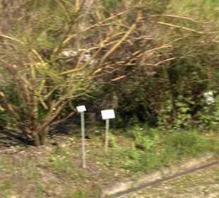 Botanischer Garten München