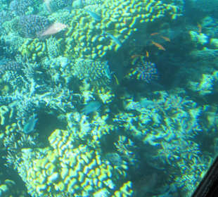 Unterwasserwelt Makadi Bay