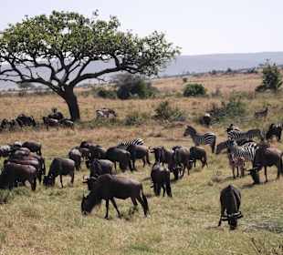 Masai Mara National Park