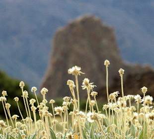 Vertrocknete Blumen vor den Roques