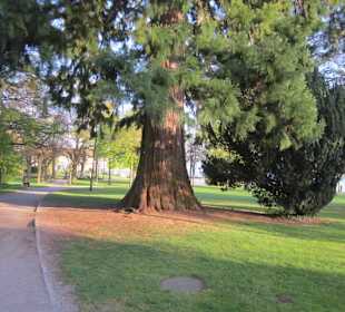 Promenade Friedrichshafen
