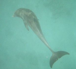 Schwimmen mit Delphinen!