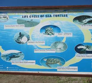 1 Stunde schwimmen , schöner Strand