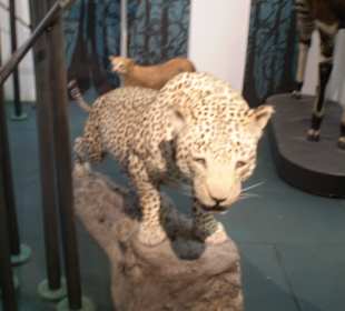 Zoologisches Forschungsmuseum Alexander Koenig