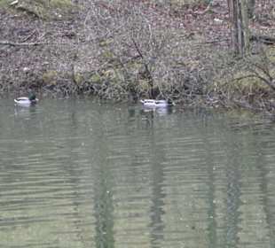 Wildpark Eichert
