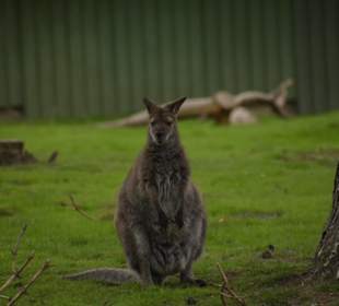 Naturwildpark Granat