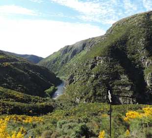 Mitder Taileri Railway durch die Natur Neuseelands
