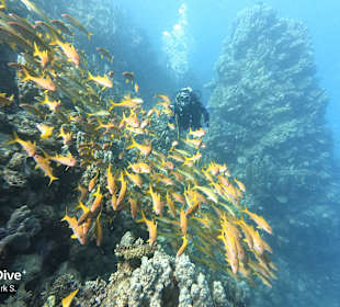 Schnorcheln Marsa Alam