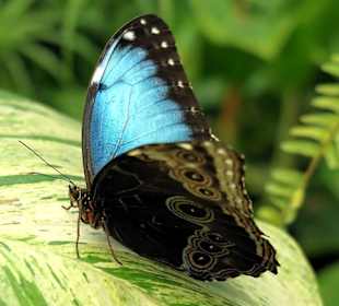 Interessante Färbung