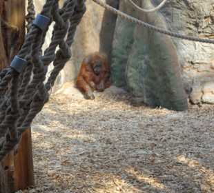 Orang-Utan