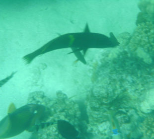 Unterwasserbild - am Riff