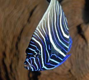 Imperator Kaiserfisch