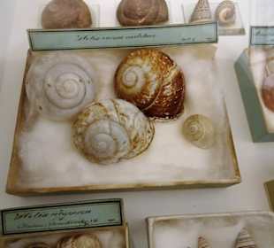 Exponate der historischen Sammlung