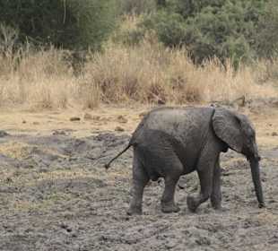 Tarangire Nationalpark
