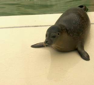 Seehundstation Norddeich
