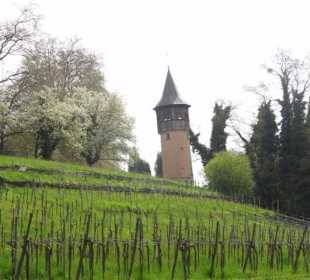 Insel Mainau im Mai
