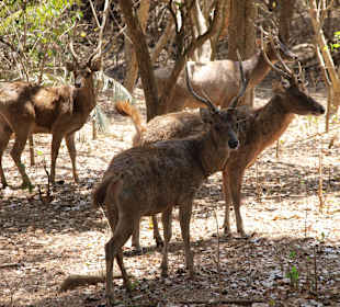 Hirsche auf Komodo