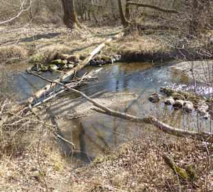 Rundwanderung Haimhausen