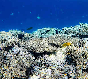 Schnorcheln Makadi Bay