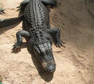 Reptilienshow - Krokodil