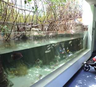 Im Aquarium unterwegs