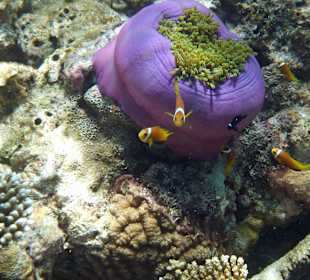 Nemos