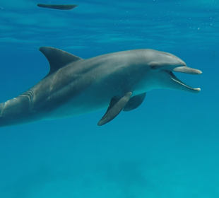 Delfin Tour Hurghada