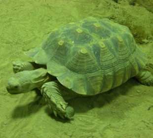 Im Exotarium
