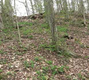 Biotop Knoblauchfelsen