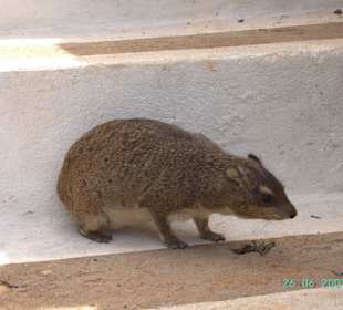 Voi Safari Lodge - Rock Hyrax