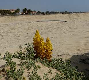 Strandspargel