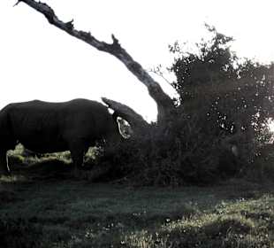 Nashorn bei Nahrungsaufnahme
