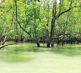 Fahrt durch die Mangroven
