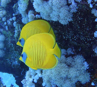 Tauchen mit dem Ilios Dive Club