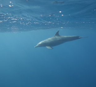 Delfinausflug 