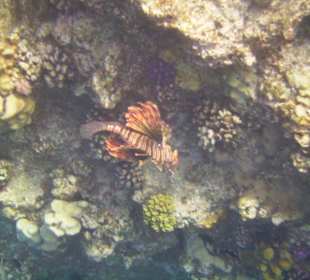Rotfeuerfisch
