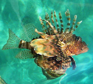 Ядовитая рыба