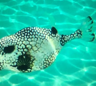 Relaxed Guided Dives Curacao