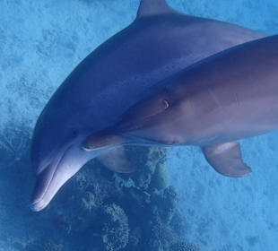 Einmalie Erlebnisse mit Mo´s Delfinen