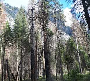 Impressionen vom Yosemite- Nationalpark