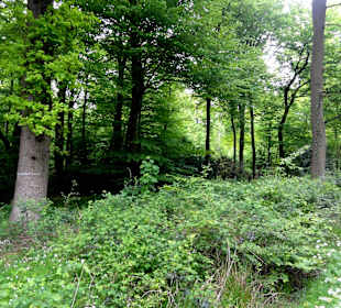 Eindrücke vom Rundgang druch den Hasbruch