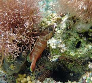 Baskenmützen-Zackenbarsch 40cm