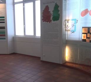 Entwicklung der Pflanzenwelt