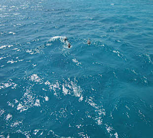 Schnorchelausflug mit Delfinen