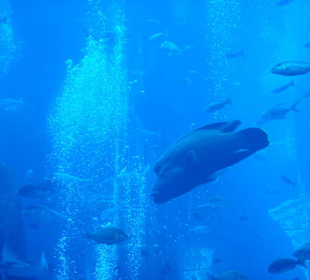 Aquarium