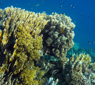 Schnorcheln Marsa Alam