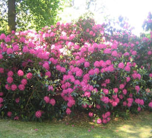 Die Rhododendrenblüten im Park.